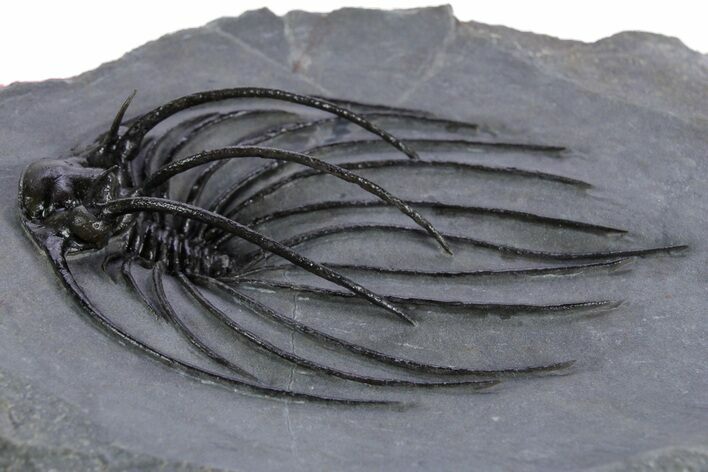 Rare, Spiny Heliopeltis Trilobite - Top Quality Example #347767
